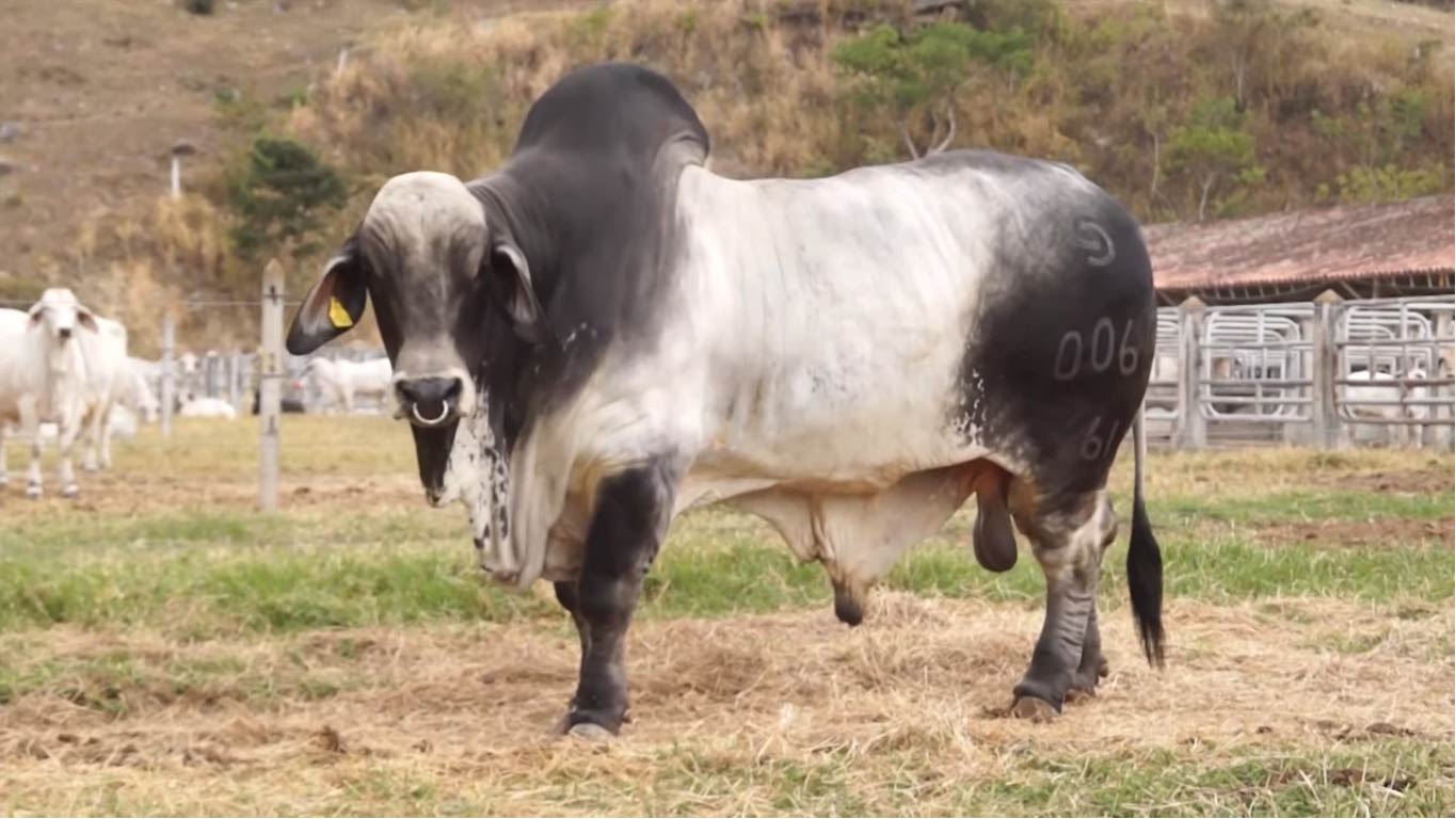 G.A ZACARIAS POSEIDON T.E.