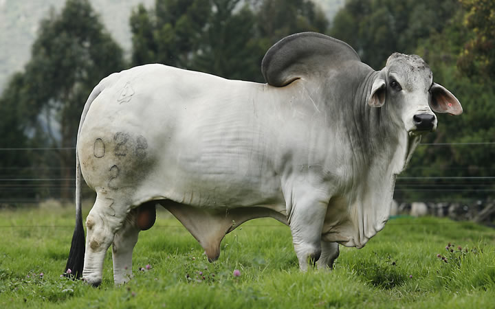 P.S.T. MADISON MANDADOR 028