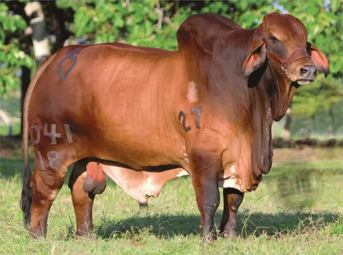 MONTERREY WINCHESTER ROLO 041/18