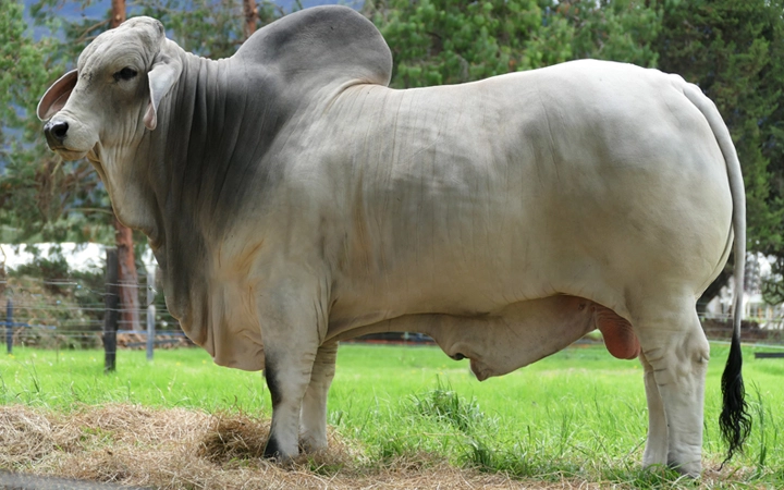 HSS 780 SANTAMARIA MIGUEL