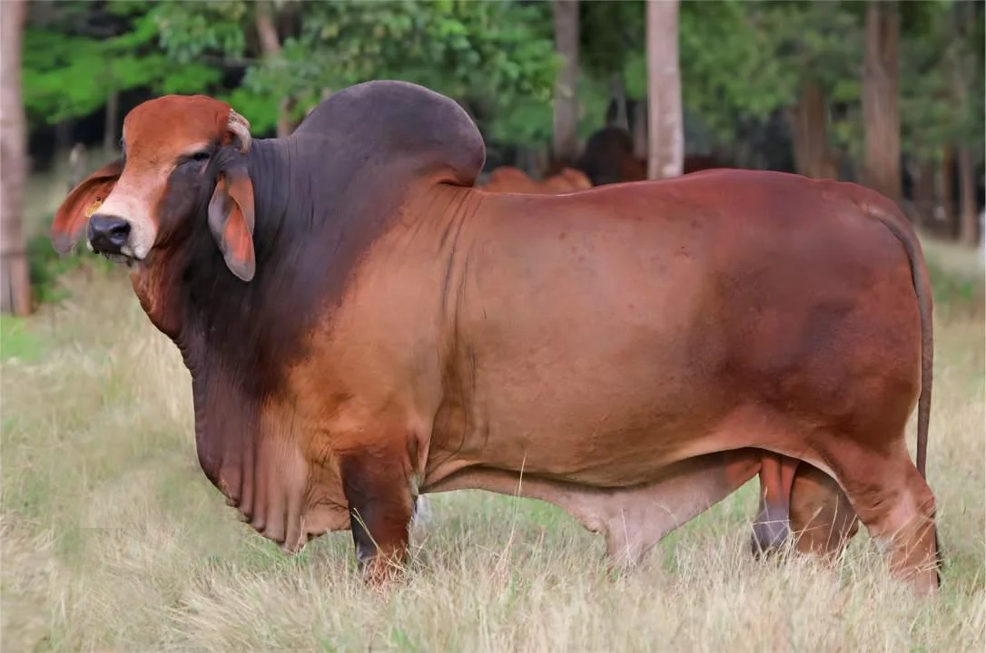 LOS INCAS ELEGANTE 064 T.E.