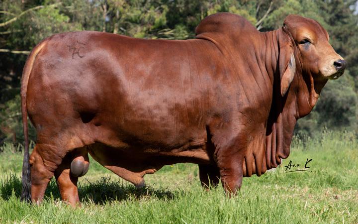 SAN JULIAN TIMBAL 105 T.E. 105/40
