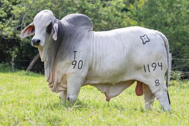 CAUCHITOS BECK HERCULES T.E.