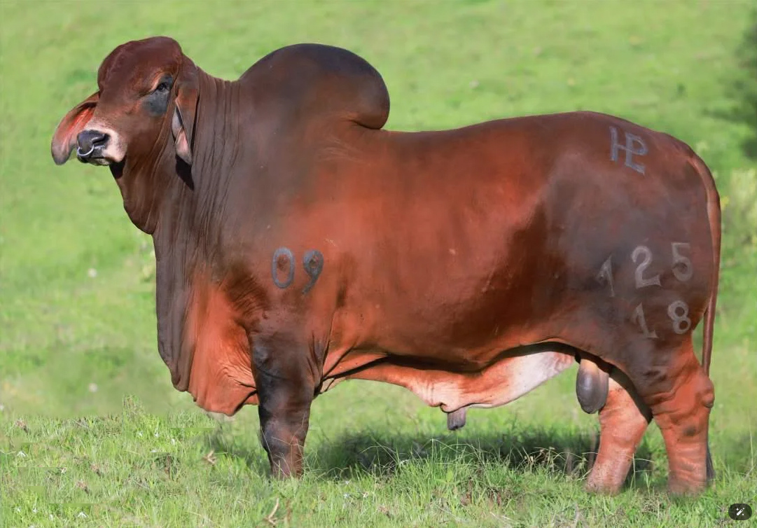 PONDEROSA PACÍFICO 125/18 T.E.