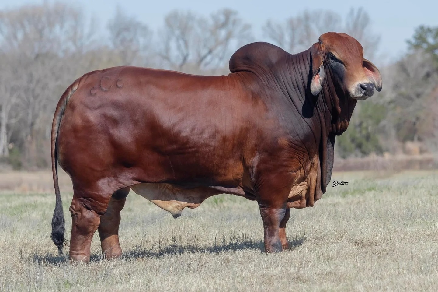 CCC MR RIP 151/0 151/0