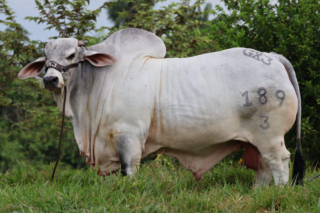 GX3 BRAHMAN KARIM 189/3