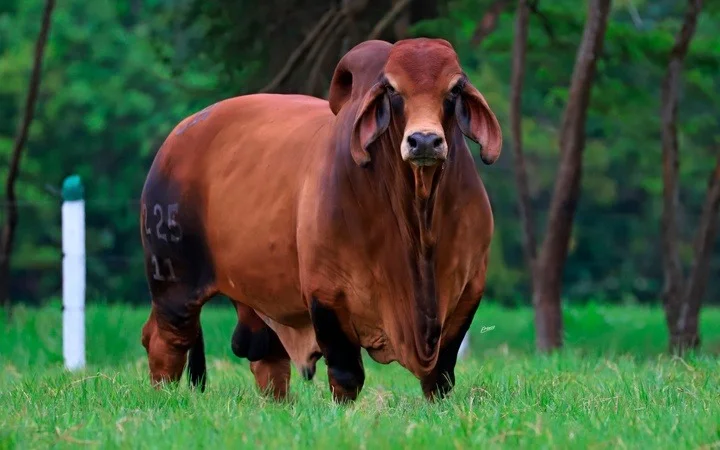 EL CUCHARO KML 071 PAVO T.E. 225/11