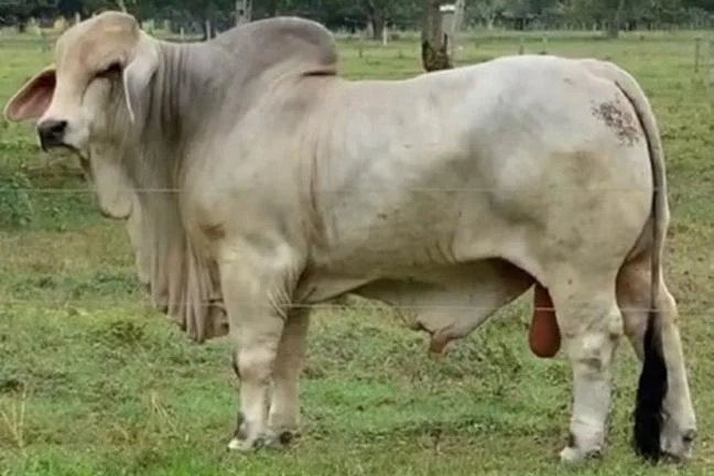 2R EL ALIVIO 527 2292/7 T.E.