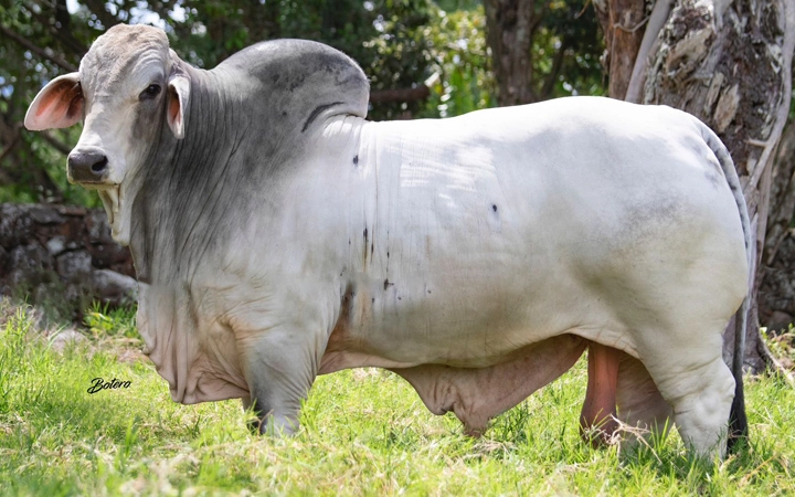 JDH MR DIEGO MANSO 244/7