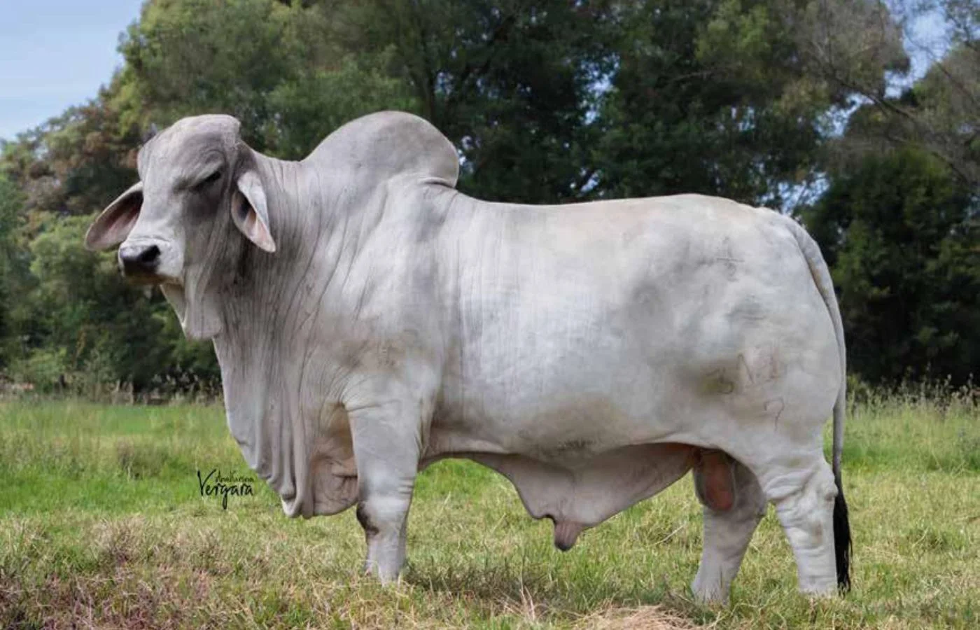 PRADERA SABALETICAS BECKTON 3137/7