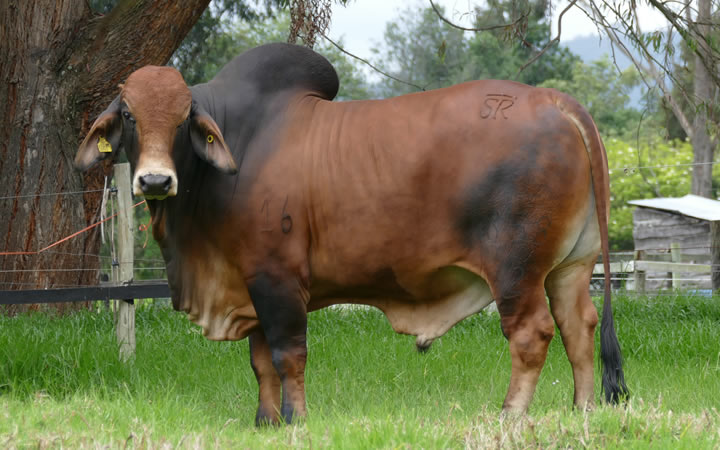 SR. MATIAS WALTER T.E. 358/2