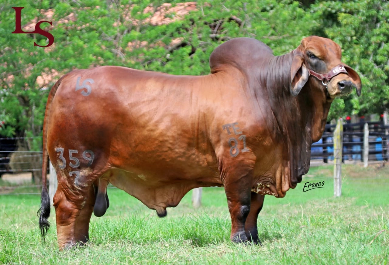 EL CANEY BENDECIDO T.E. 359/7