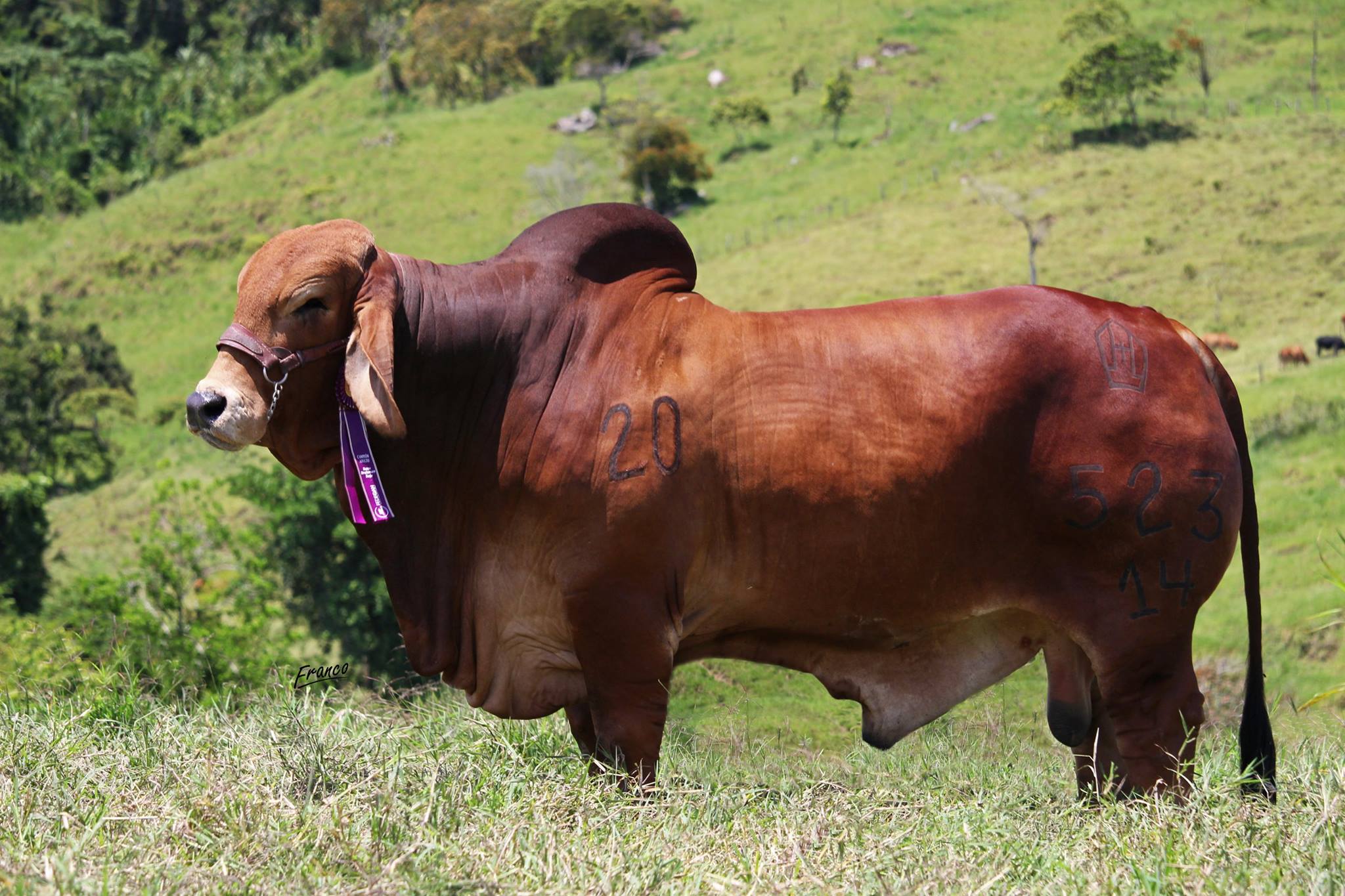 EL OBISPO SAN IGNACIO 523/14