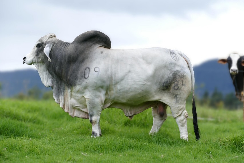 SAN ROQUE ISAIAS T.E. 584/1