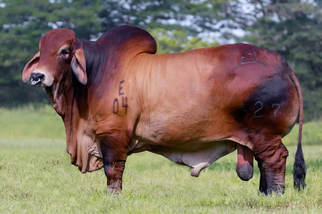 MERCAGAN 627/9 REAGAN T.E. 627/9