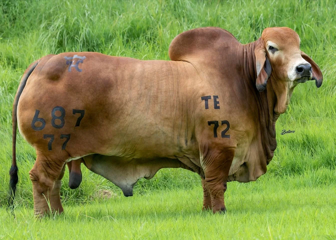 SAN JULIAN DESTELLO 687 T.E.