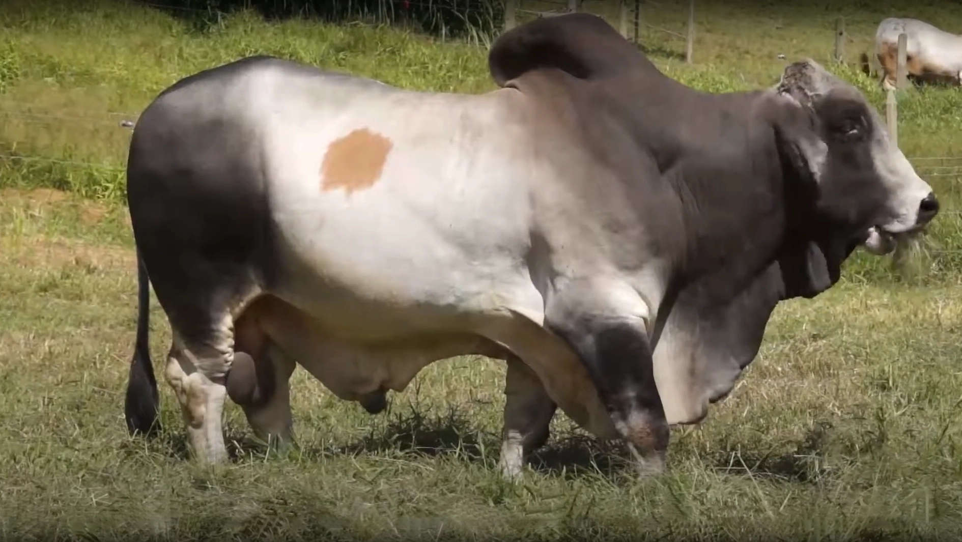 ZORRILLOS PROMETEO 750/8