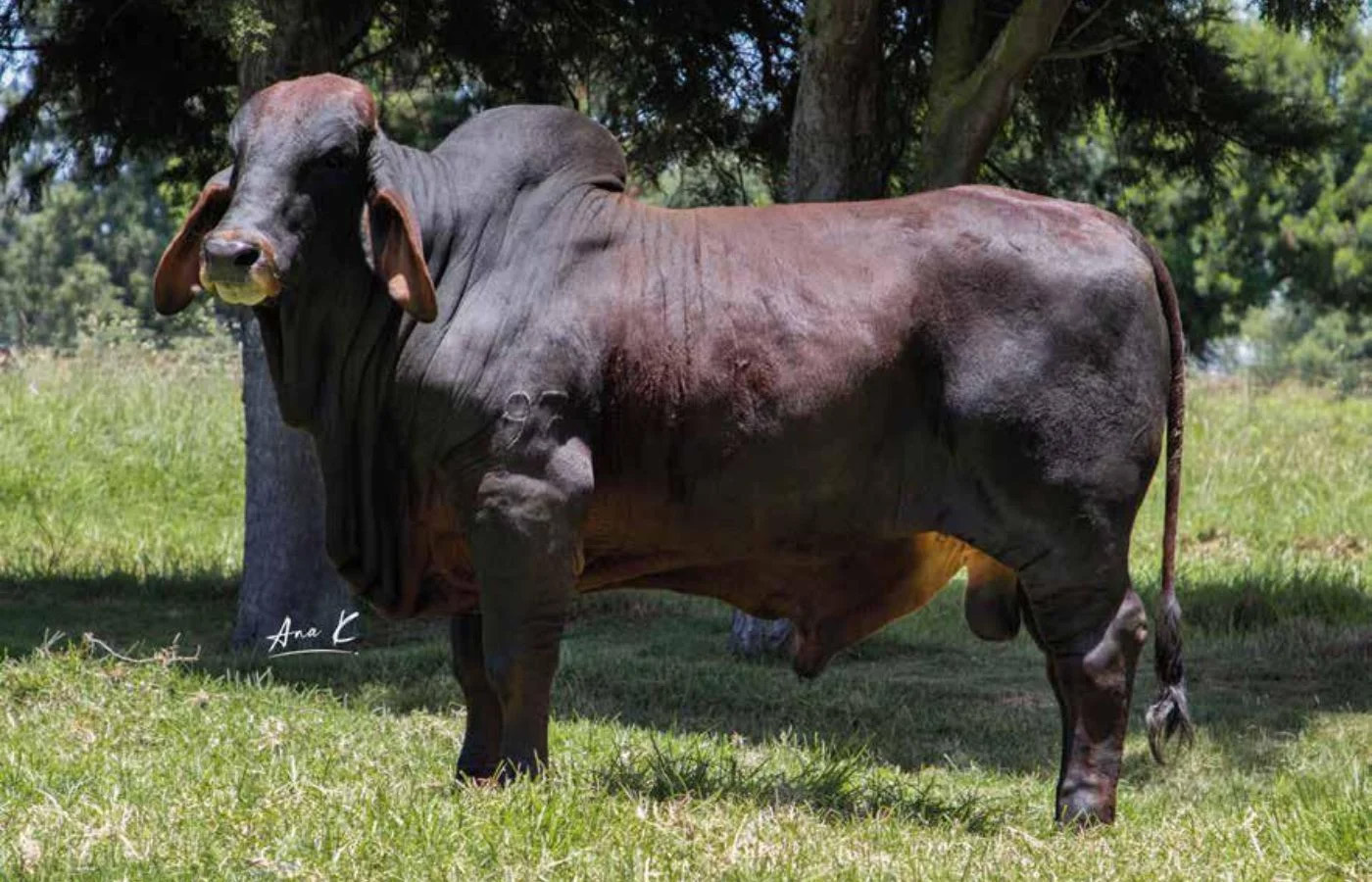 SR. LUCIO JOE BIDEN T.E. 812/9