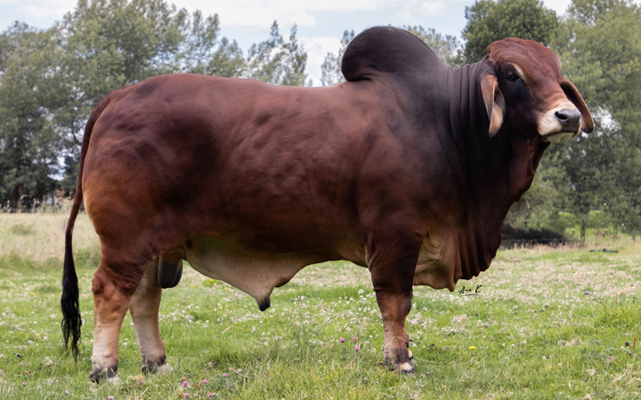 RANCHO SANTA HELENA 9/0 T.E.