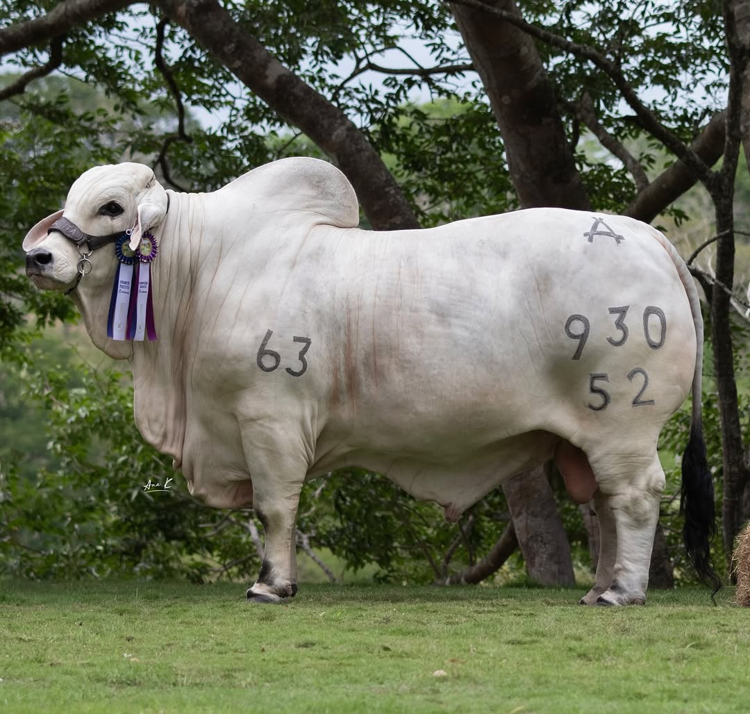 LA QUINTA JORGE 930/52