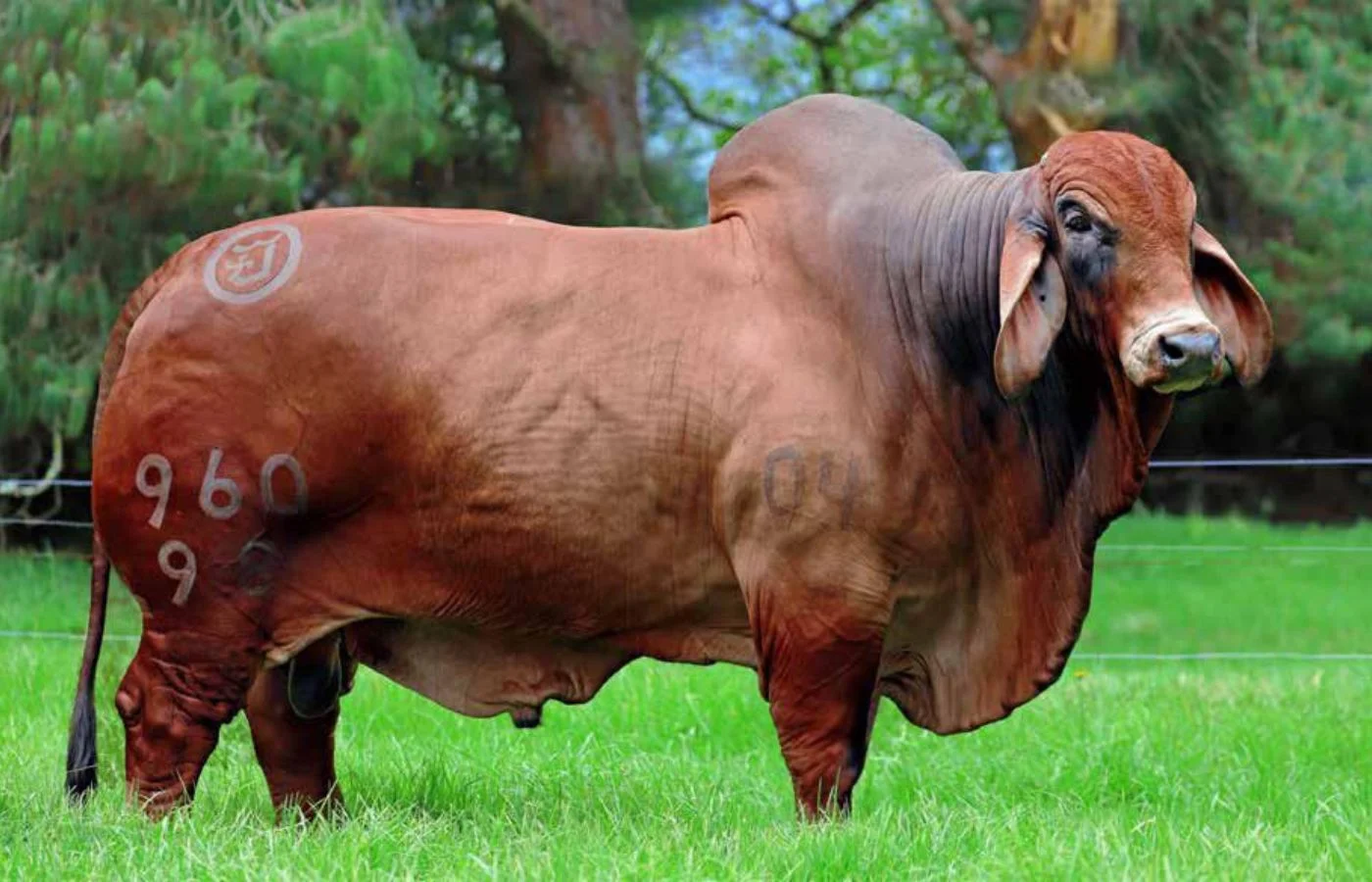 SJ BEDOUTH PATRIMONIO VENDAVAL T.E. 960/98