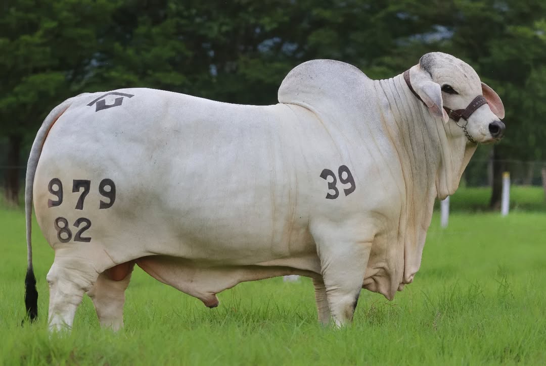 CPB VIEJO DETONANTE T.E. 979/82