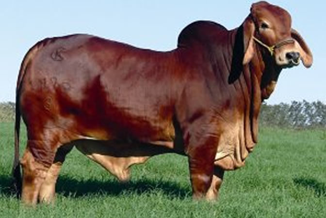 MR WINCHESTER MAGNUM 999/3