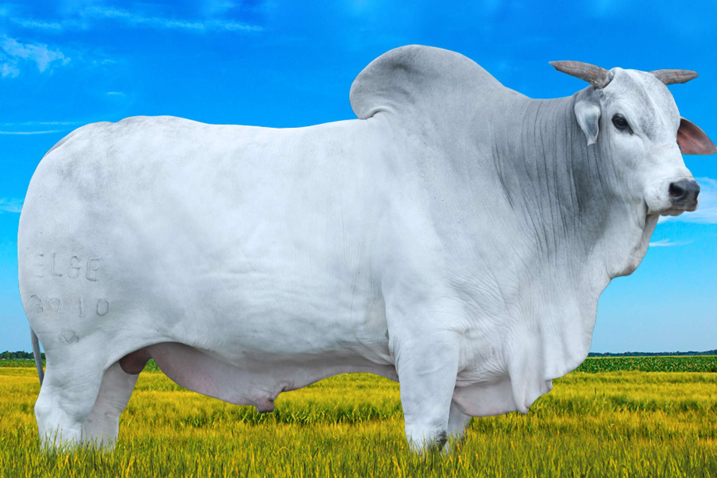 ATOL DA ELGE 200NE3910