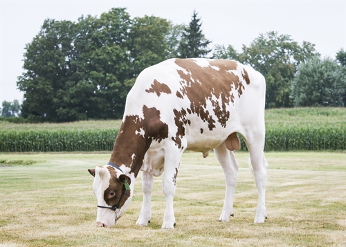 Larcrest Atomic-Red-ET