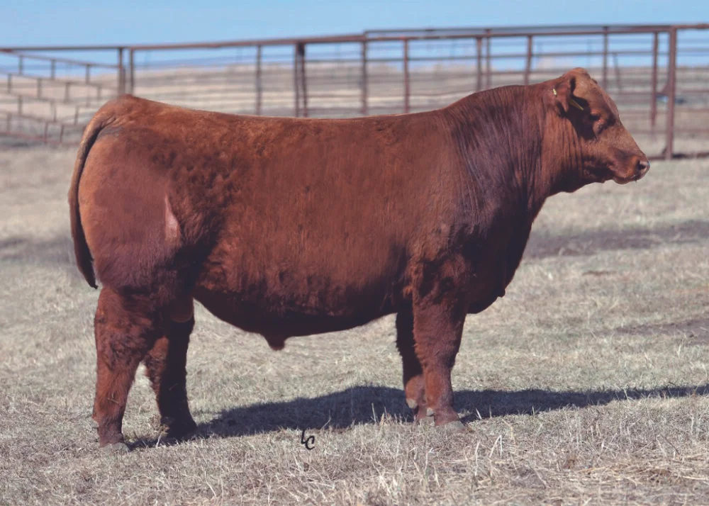 Bieber Blue Chip H302