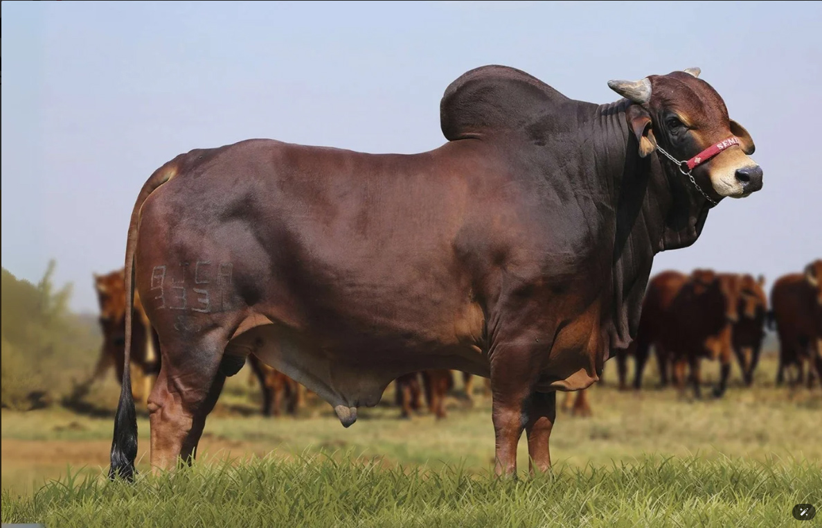 Javano FIV Da Estiva