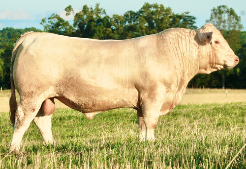 JMAR JEFFERSON 8M11 - AICA M951993