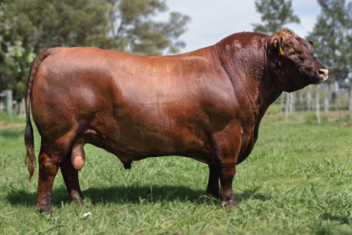 BIEBER BLUE CHIP H302