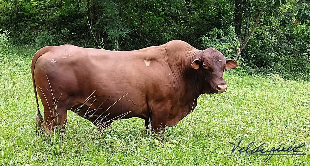 AFRICA VELÁSQUEZ MALI 423T