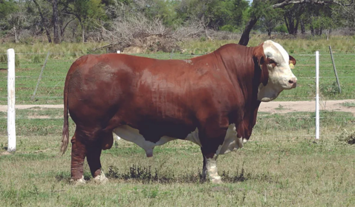 PUSTERO - PILAGAS 25507