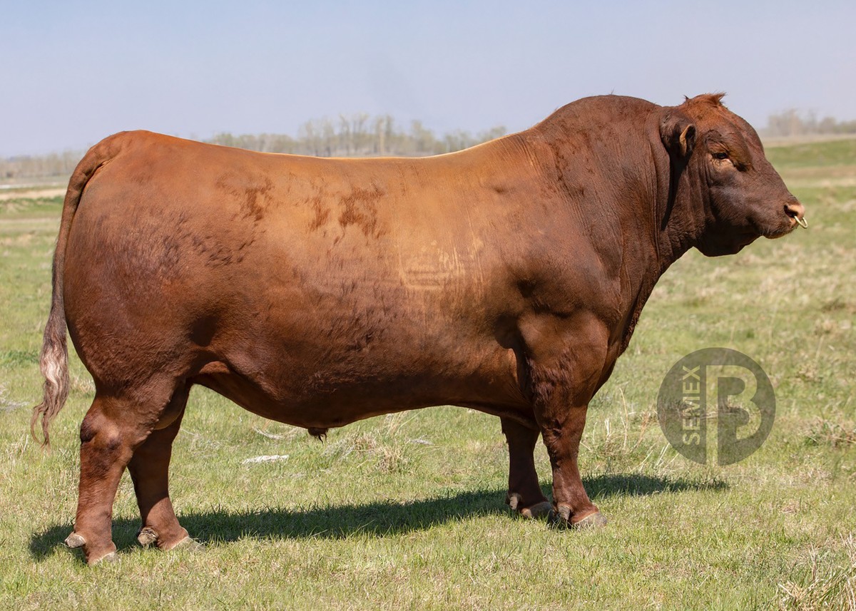 RED DKF RAZOR 55C