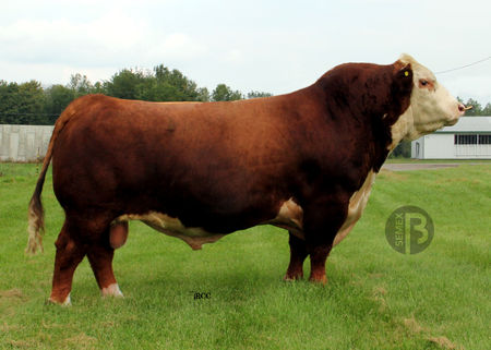 BURNSIDE RIB EYE 13Z