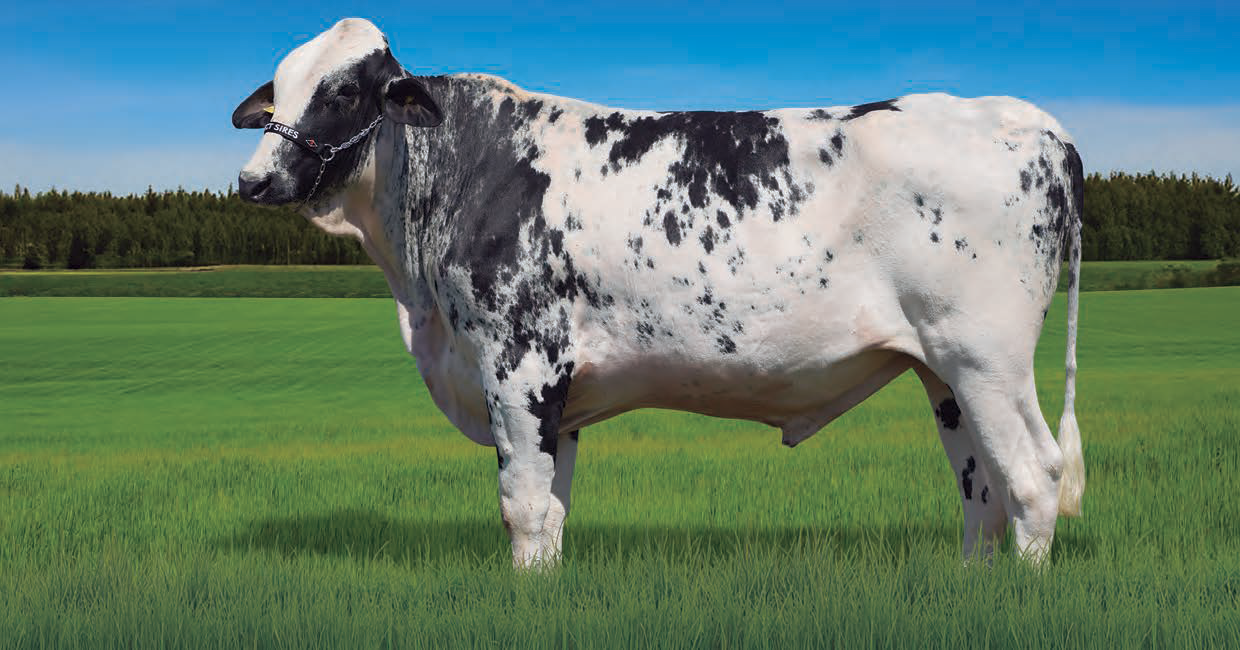 FAST FIV da Estância São Bento