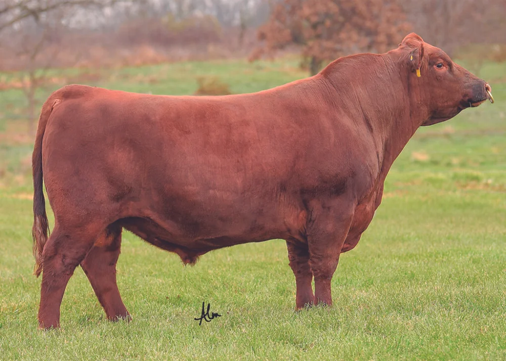 SCHULER RISE-N-SHINE 9986