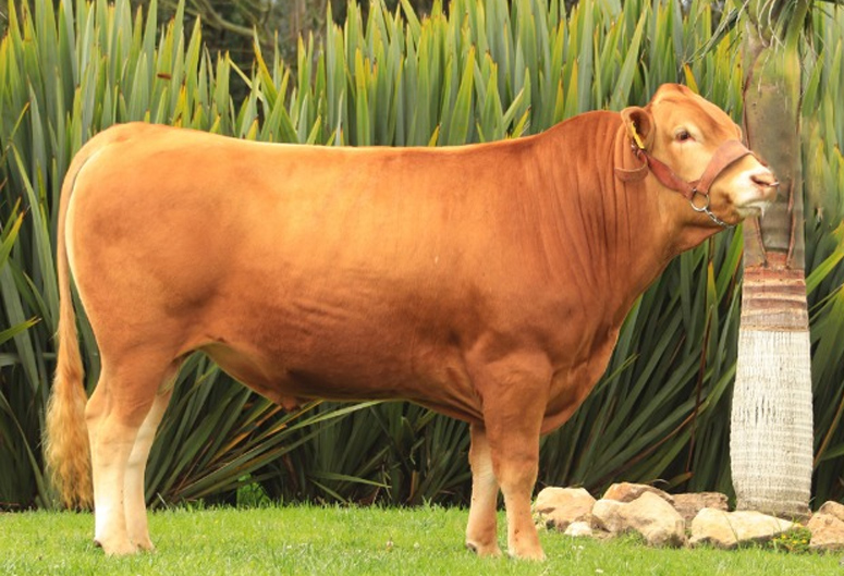 RAPID BAY SUPASUTA ET