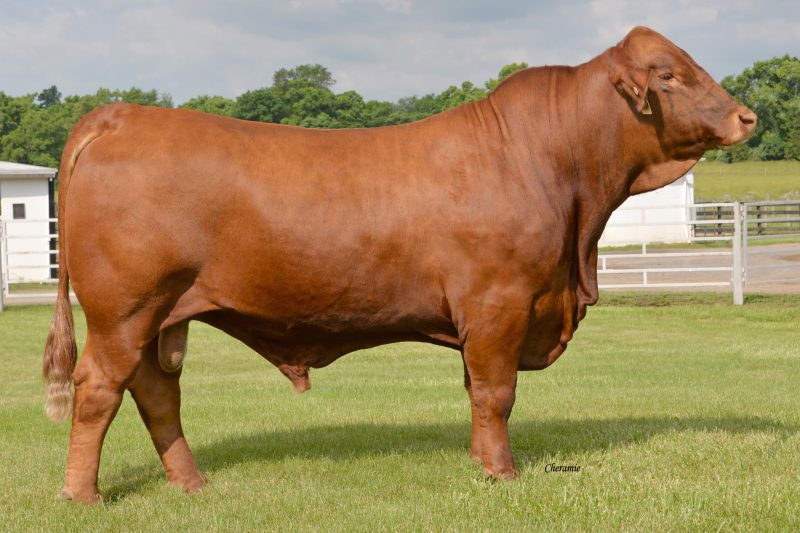 TRIO’S BALCO ZOLTAR 175Z2